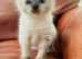 Gorgeous Himalayan kittens