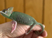 Pied Yeman chameleons