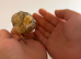 2 week old jumbo coturnix quail chicks for sale in Weston super mare