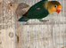 Lovely DNAd Pair of lovebirds available