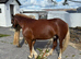 Section c gelding