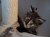 One beautiful Maine coon female kitten