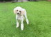 Gorgeous Male Toy Poodle