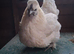 2 white crossbreed hens