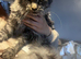Female mainecoon active register