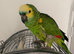 Tame blue fronted Amazon
