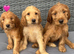 6 beautiful goldendoodles