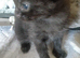 Fluffy dark grey tortoise shell female kitten