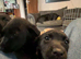 Beautiful Black Labrador Puppies – 2 Boys & 2 Girls – 9 Weeks Old
