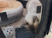 Ragdoll kittens