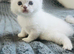 Scottish fold and straight kittens