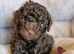 Gorgeous KC REG chocolate toy poodle pups