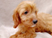 Cavapoo puppies