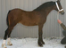 Show stopping colt