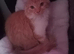 Ginger and white female