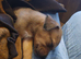 Puppies