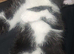 Rare tuxedo kittens in need of home