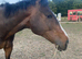 Thoroughbred golden