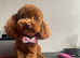 Beautiful Tiny Maltipoo F-1
