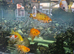 Fish for sale