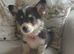 Kc reg Corgi fully vaccinated ready now