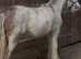 For sale prince mini cob