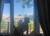 Parson russell terrier Boy 4yrs old