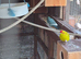 Cockatiel