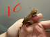 Olive Flame or Olive Bi-Color with partial pinstripe traits Crested gecko