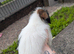 Shih Tzu cross jack Russell