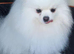 In search of Bambi