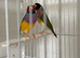 Gouldian finch