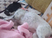  Beautiful Cocker Spaniel Puppy Looking for Her Forever Home