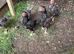 Ko shamo's Stags for sale