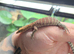 2 unrelated Pilbara Rock Monitors