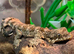 Flying Geckos at Birmingham Reptiles