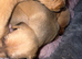 Lurcher cross Labrador