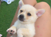 Pomeranian pups