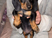 Dachshund puppy&rsquo;s