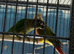 Baby conure Glasgow