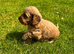 Toy cockapoo puppies only 4 left