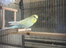 Budgies for sale prices from &pound;25