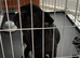 Male cane corso puppy