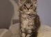 Stunning black silver tabby mainecoon kitten