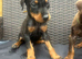 Beautiful family dobermanns *4 pups 1 girl 3 boys*