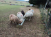 Shetland ewes for sale