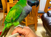 Baby tamed derbyah talking parrot