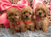 Adorable Cavapoo