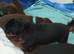 Dobermann puppies