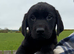 Black Labrador Puppies